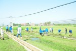 Thanh niên tham gia tình nguyện xây dựng nông thôn mới