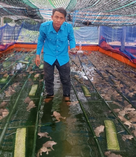 Bình Giang: Hợp tác xã nông nghiệp Thanh niên Bình Giang với mô hình nuôi ếch kết hợp với cá rô đầu vuông.